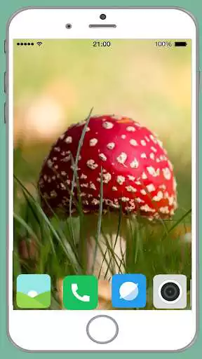 Play Mushrooms Full HD Wallpaper  and enjoy Mushrooms Full HD Wallpaper with UptoPlay