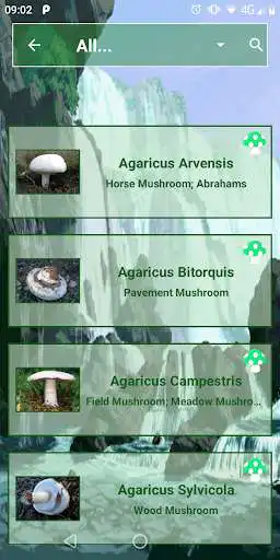 Play Mushrooms Guide as an online game Mushrooms Guide with UptoPlay
