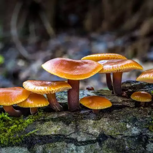 Free play online Mushrooms Live Wallpaper APK Free play online Mushrooms Live Wallpaper APK