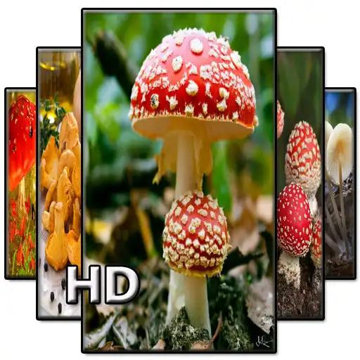 Play Mushroom Wallpaper HD APK