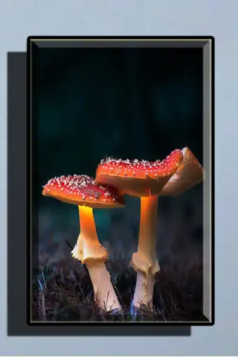 Play Mushroom Wallpaper HD and enjoy Mushroom Wallpaper HD with UptoPlay Play Mushroom Wallpaper HD and enjoy Mushroom Wallpaper HD with UptoPlay