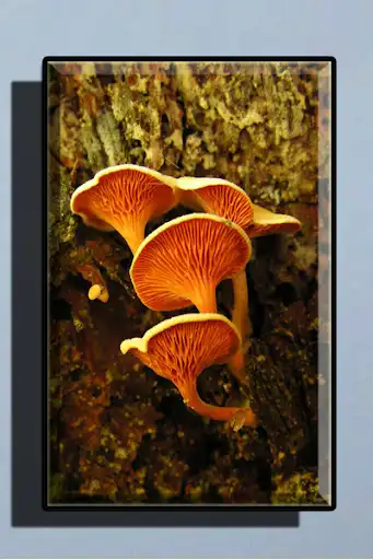 Play Mushroom Wallpaper HD as an online game online Mushroom Wallpaper HD with UptoPlay Play Mushroom Wallpaper HD as an online game Mushroom Wallpaper HD with UptoPlay