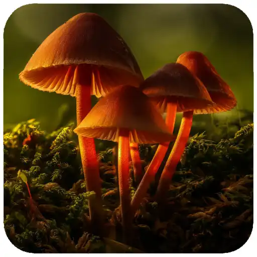 Play Mushroom Wallpaper APK Play Mushroom Wallpaper APK