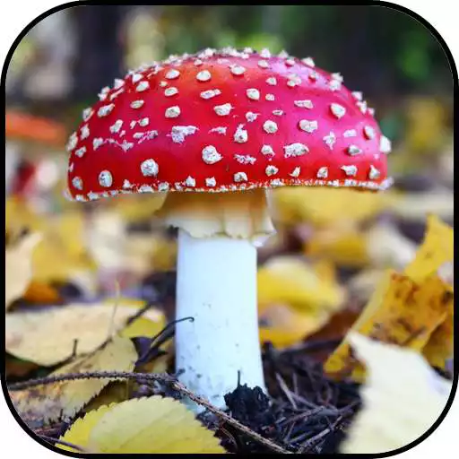 Free play online Mushroom Wallpapers APK Free play online Mushroom Wallpapers APK