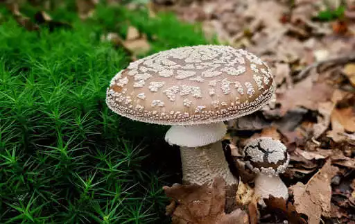 Play Mushroom Wallpapers