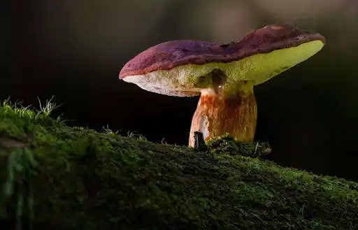 Play Mushroom Wallpapers