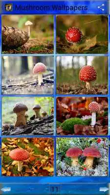 Play Mushroom Wallpapers