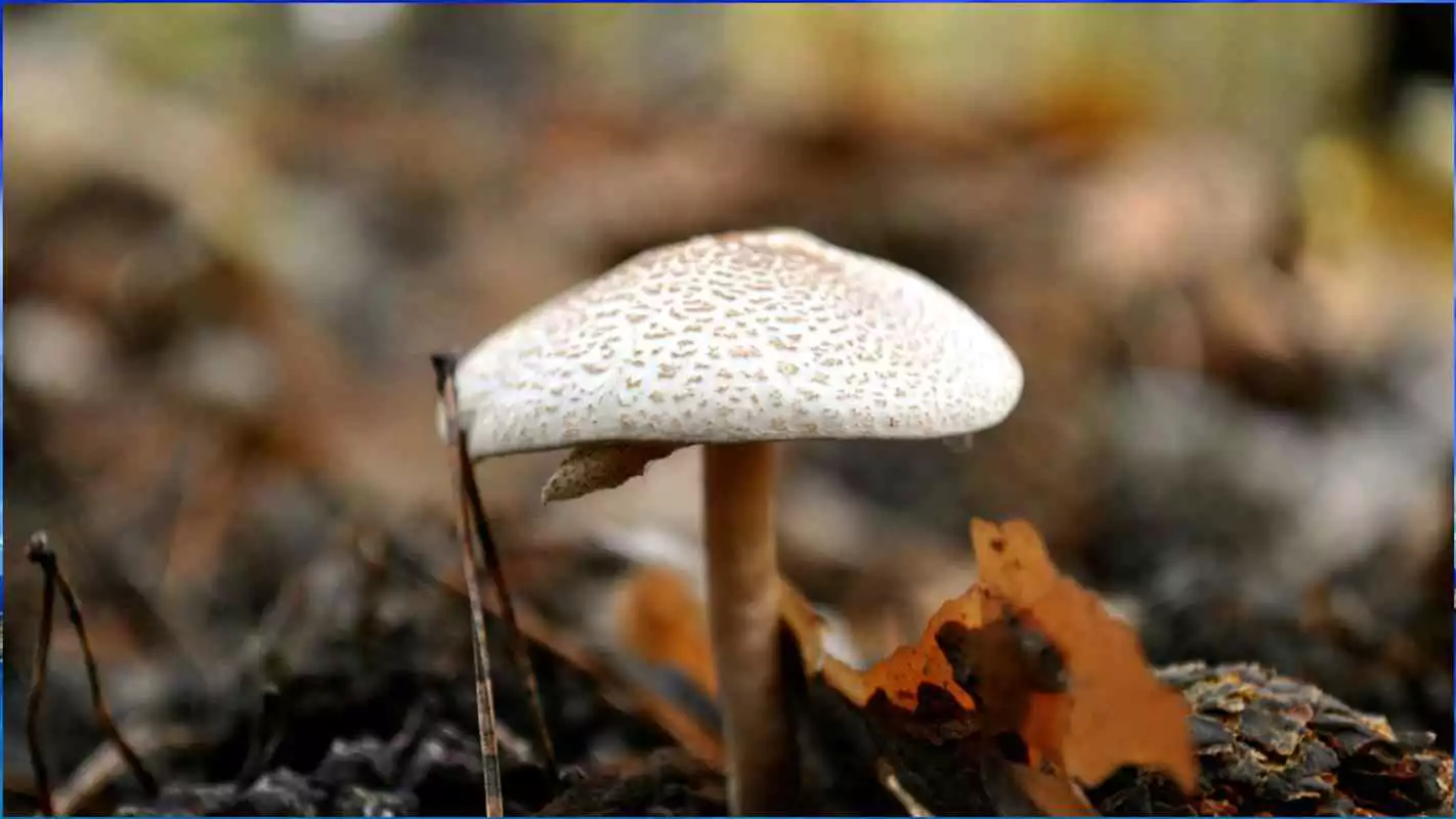 Play Mushroom Wallpapers