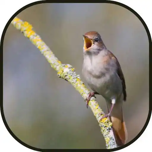 Play Music Spa-Nightingale APK