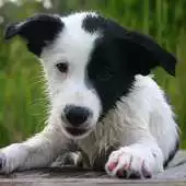 Free play online Mutts Wallpapers APK