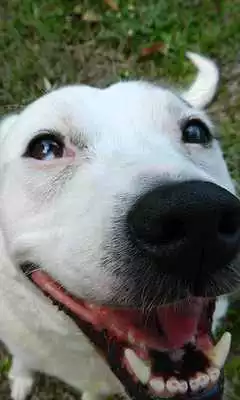 Play Mutts Wallpapers