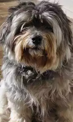 Play Mutts Wallpapers