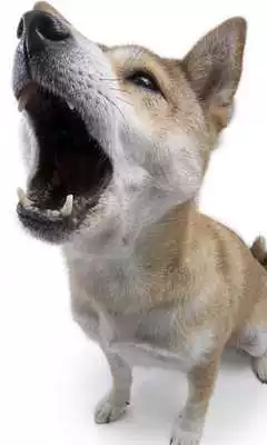 Play Mutts Wallpapers