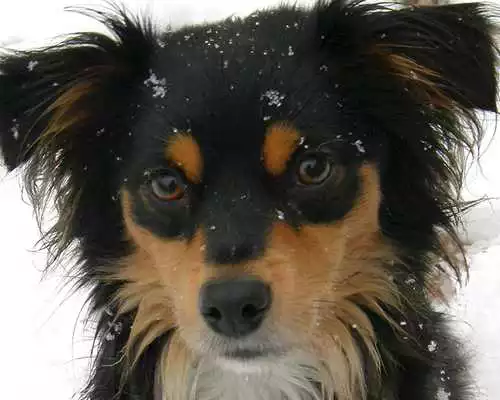 Play Mutts Wallpapers