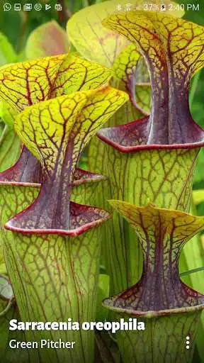 Play Muzei - Plantae  and enjoy Muzei - Plantae with UptoPlay