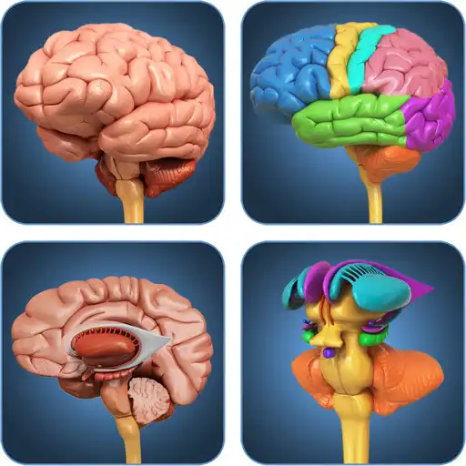 Play My Brain Anatomy APK Play My Brain Anatomy APK