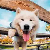 Free play online My Dog Puzzle Jigsaw APK