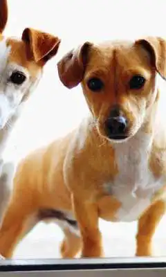 Play My Dog Puzzle Jigsaw