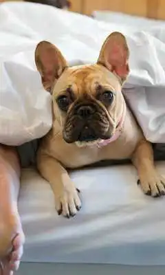 Play My Dog Puzzle Jigsaw