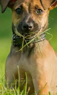 Play My Dog Puzzle Jigsaw