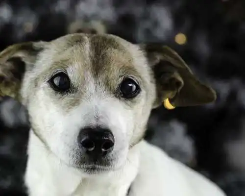 Play My Dog Puzzle Jigsaw