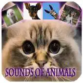 Free play online My favorite animals APK