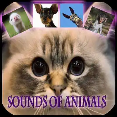 Play My favorite animals