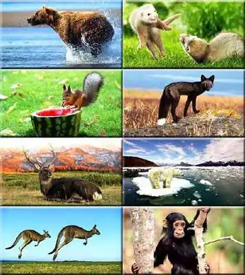 Play My favorite animals