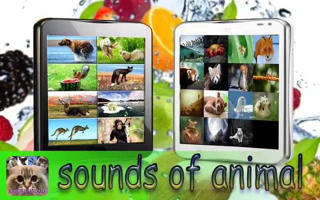 Play My favorite animals