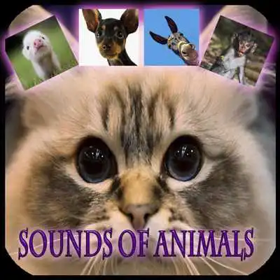 Play My favorite animals