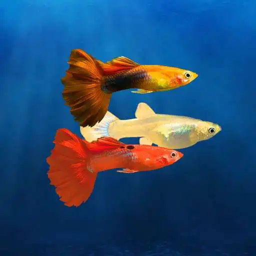 Play My Guppy APK Play My Guppy APK
