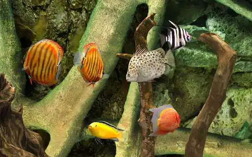 Play MyLake 3D Aquarium  and enjoy MyLake 3D Aquarium with UptoPlay