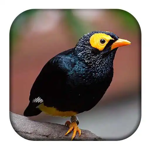 Play Myna Bird Sounds APK