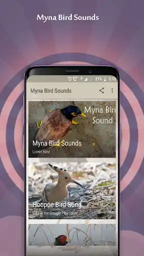 Play Myna Bird Sounds and enjoy Myna Bird Sounds with UptoPlay Play Myna Bird Sounds and enjoy Myna Bird Sounds with UptoPlay