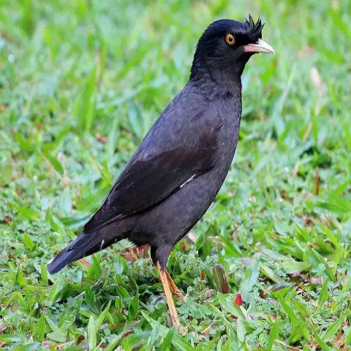 Play Mynas Bird Sounds APK Play Mynas Bird Sounds APK