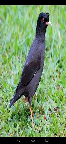 Play Mynas Bird Sounds  and enjoy Mynas Bird Sounds with UptoPlay