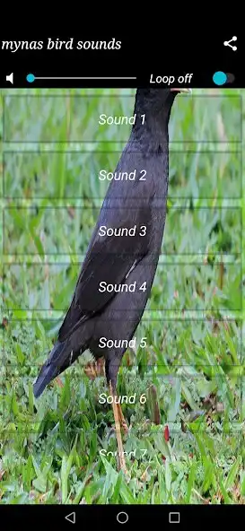 Play Mynas Bird Sounds as an online game Mynas Bird Sounds with UptoPlay
