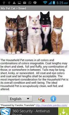 Play My Pet Cat - Fun  Learn