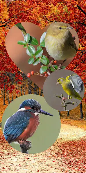 Play MyPhotoCollage as an online game online MyPhotoCollage with UptoPlay Play MyPhotoCollage as an online game MyPhotoCollage with UptoPlay