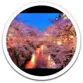 Free play online My Photo Wall Spring Fever LWP APK