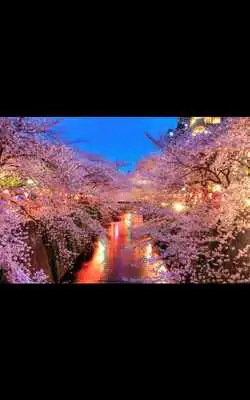 Play My Photo Wall Spring Fever LWP