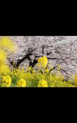 Play My Photo Wall Spring Fever LWP