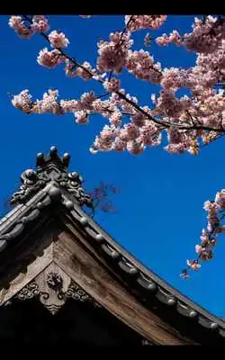 Play My Photo Wall Spring Fever LWP