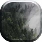 Free play online Mysterious Wood Fog HD Live APK