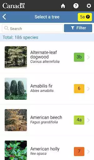 Play My Tree as an online game My Tree with UptoPlay