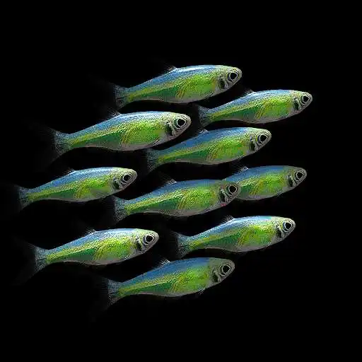 Play Nano Aquarium APK