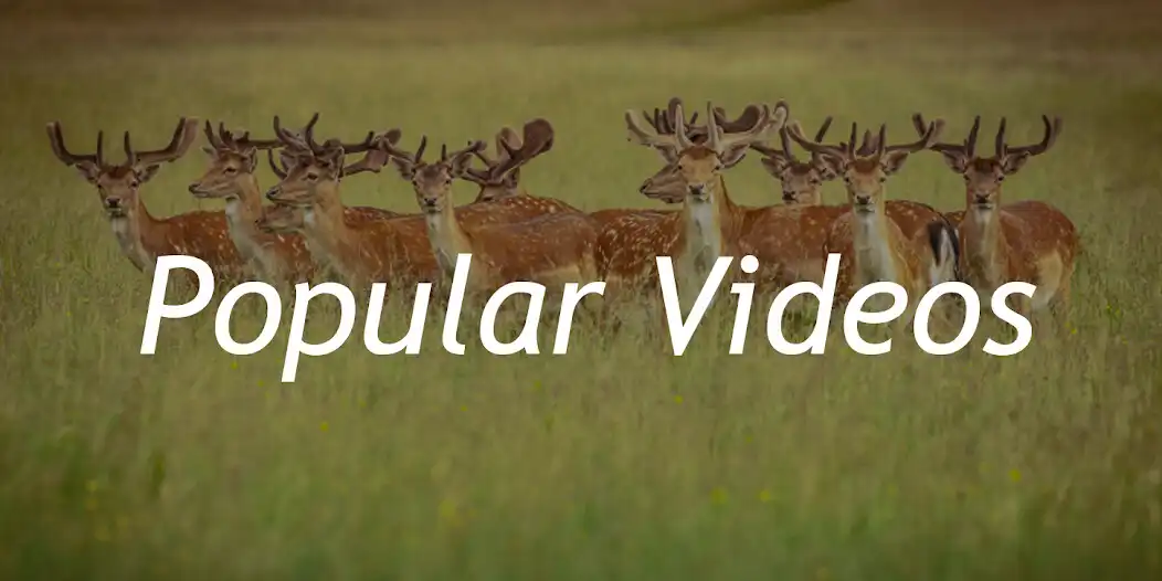 Play Nat Geo Wild: Africa Animals and enjoy Nat Geo Wild: Africa Animals with UptoPlay Play Nat Geo Wild: Africa Animals and enjoy Nat Geo Wild: Africa Animals with UptoPlay