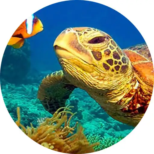 Play NatGeo Wild HD APK