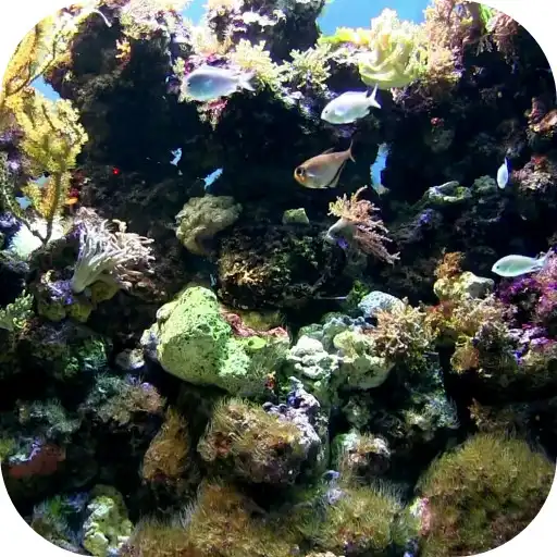 Play Natural Aquarium Wallpaper APK Play Natural Aquarium Wallpaper APK