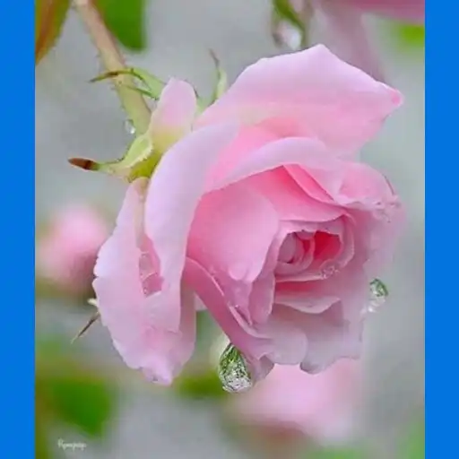 Play natural flowers APK